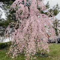 Mary DiSanti