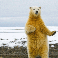 Steve Dine