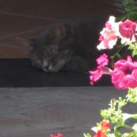 Florence