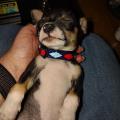 Shelba Belt