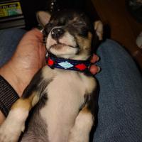 Shelba Belt
