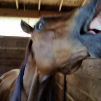 Kelly Napotnik