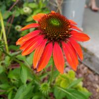 Dotty Beckman Pintar