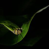 Dorothy Pierini-Rodgers