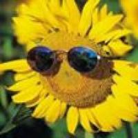 SHARON SINCLAIRShiloh10