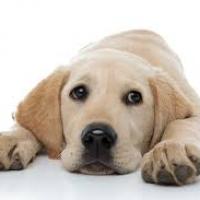 coleen carignan