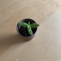 Amy Guenther