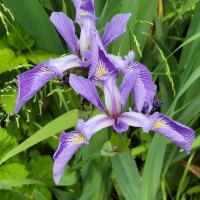 Jeanine Mancuso