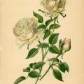 Elizabeth R Dugan