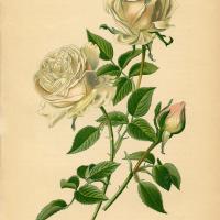 Elizabeth R Dugan