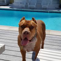 Christina Dimitry