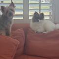 Banner Cheryl