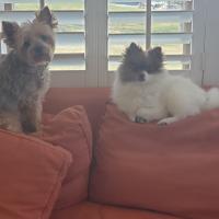 Banner Cheryl