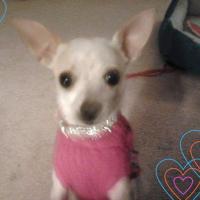 LittleDog4