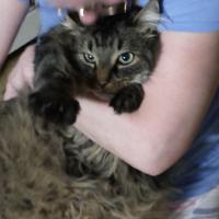 norma