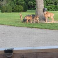 Bobbie Jo Signorelli