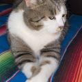 Cyndi paul