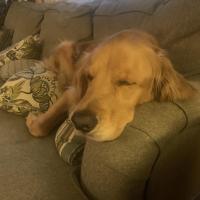 Lisa walko