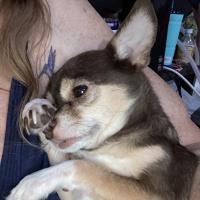Tara