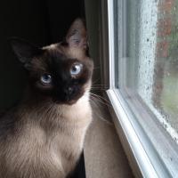 Renee Schibik
