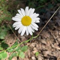 Deb Strickker