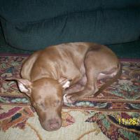 Brenda Daisy Hatfield