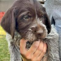 Daniel Le Bel