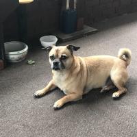 Robert  McGee