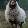 Wool Ewe U