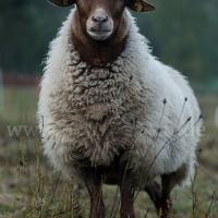 Wool Ewe U