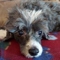 Chris Headings