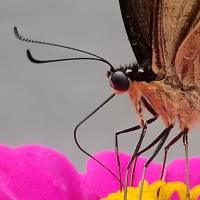 Amber Joy