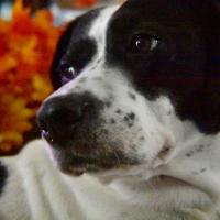 Kelly Hoover