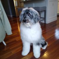Lou Reno