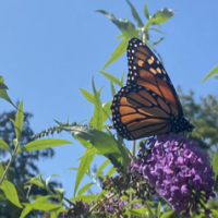 Julie Heggen