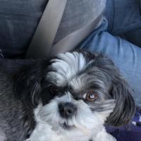 Patricia Deitrick
