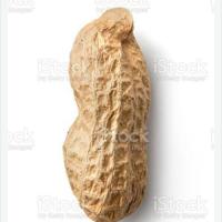 Peanut Bunny
