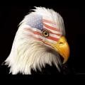 California Patriots