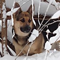 Darrick Stallard