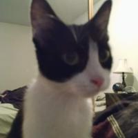 Jim Smiley