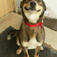 Dale Coppernoll