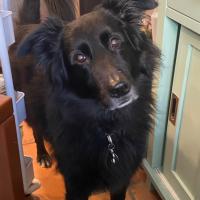 Kristin Colafranceschi