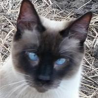 Waunita Haug