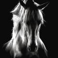 Crazy Horse