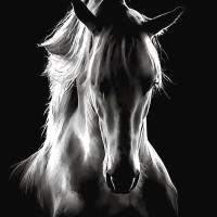 Crazy Horse