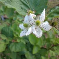 Susan Parrish Kostelecky