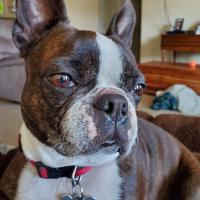 Andrew G Frei