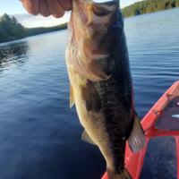 Bob Conroy