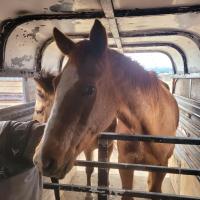 Denise sullivan