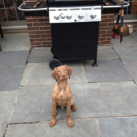 Jake Girtz
